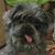 Laurie Wise's profile image