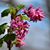 MeriAnne Bennett Huff's profile image
