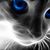 Diane Chiacchio's profile image