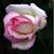 Yasmine Camacho's profile image