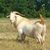 Curtis L. Braziel's profile image