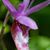 Nancy Harris Huffman's profile image