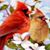 Jill McFarland's profile image