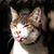 Susan Niedzwiecki's profile image
