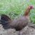 Kelana Jingga's profile image