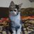 Renee Turner Chalk's profile image