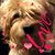 Denny Grammer's profile image