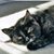 Melissa Irvin Harrington's profile image