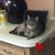 Shari Gold's profile image