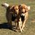 Alison Burks's profile image