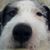 Laurel Homer's profile image