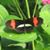 Lonni Neavear's profile image