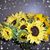 Joyce Shively Morey's profile image