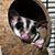Tai Yin's profile image