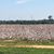 Randy Brewton's profile image