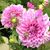 Ronda Swinehart's profile image