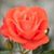 Julie Dozois's profile image