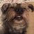 Toro TexasTerrier's profile image