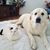 Tina Boliaux Holder's profile image
