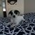 Peggie Seputis's profile image