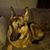 Leah Belovicz Micheli's profile image