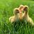 Mary Ella Eilers's profile image