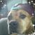 JoAnn Pfeiffer Angoski's profile image