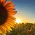 Ine van der Laar's profile image