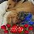 Phyllis Wix's profile image