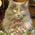 Brenda Koch Crawford's profile image