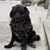 Shena Prihoda's profile image