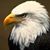 Scott Eagle's profile image