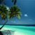 Dotti Lewis's profile image
