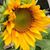 Jane Burgett's profile image