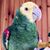 Julie Holmes ODell's profile image