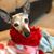 Pam Fischer Horton's profile image