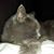 Richard Corky Escoffier's profile image