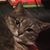 Pam Wright's profile image