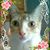 Rose Dennis's profile image