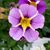 Bonnie McMahon Grow's profile image