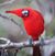 Tina Ortiz Loring's profile image