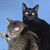 Jody Hoffman Czwartacky's profile image