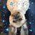 Kristina Arias-Dullum's profile image