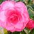 Stacy Curry Brown's profile image