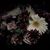 Shannon Thibodeau's profile image