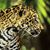Dorthea Varney's profile image