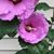 Linda Murphy Talamantes's profile image