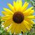 Sonia Holyoak Crawford's profile image