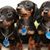 Carol Moyer's profile image