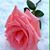 Vivian Fuentes's profile image